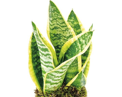 Sansevieria Zimmerpflanze im Topf