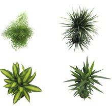 Zimmerpflanzen Grünmix FloraSelf H 120-140 cm Ø 24 cm Topf versch. Sorten 1 Stk.-thumb-12