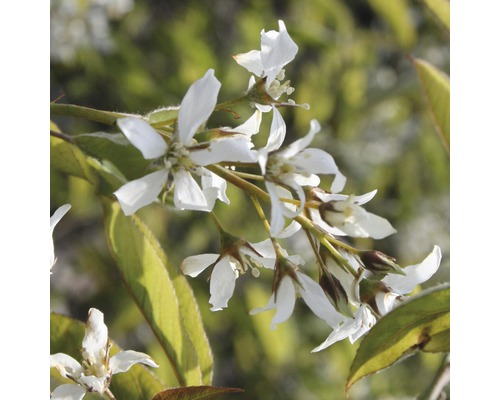 Felsenbirne mit weißen Blüten und grünen Blättern.