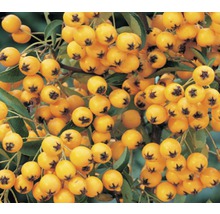 Feuerdorn FloraSelf Pyracantha-Cultivars 'Soleil d'Or' H 50-70 cm Co 2,3 L
