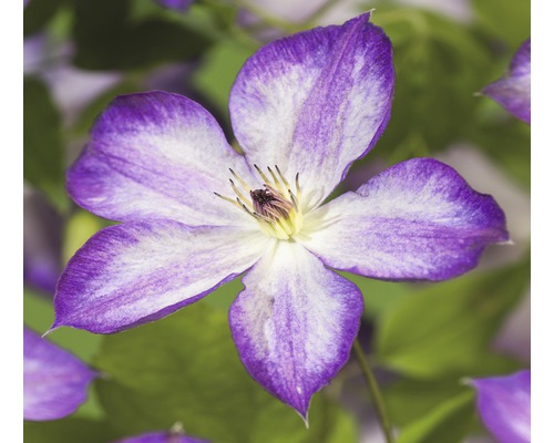 Waldrebe FloraSelf Clematis-Cultivars 'Pernille PBR' H 50-70 cm Co 2,3 L