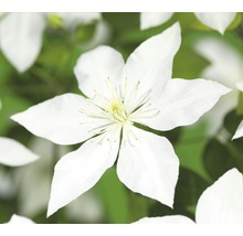 Waldrebe FloraSelf Clematis-Cultivars 'So Many® White Flowers PBR' H 50-70 cm Co 2,3 L