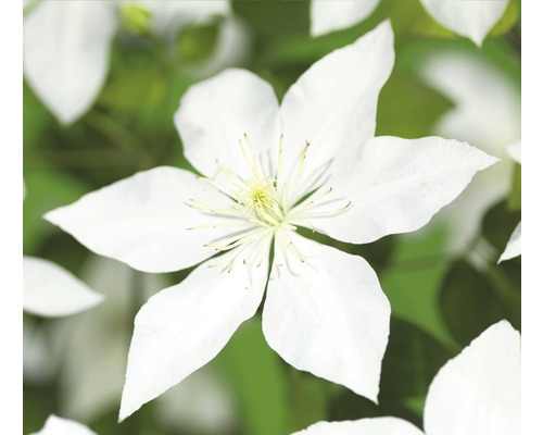 Waldrebe FloraSelf Clematis-Cultivars 'So Many® White Flowers PBR' H 50-70 cm Co 2,3 L