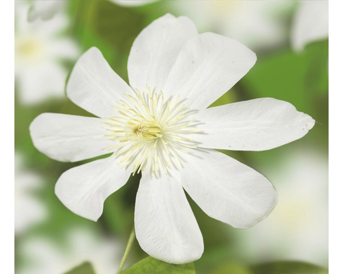 Waldrebe FloraSelf Clematis-Cultivars 'Wada's Primrose' H 50-70 cm Co 2,3 L