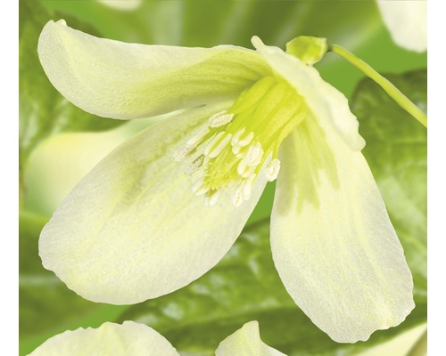 Macchien-Waldrebe FloraSelf Clematis cirrhosa 'Wisley Cream' H 50-70 cm Co 2,3 L