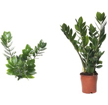 Glücksfeder FloraSelf Zamioculcas zamiifolia H 45-55 cm Ø 13 cm Topf-thumb-2