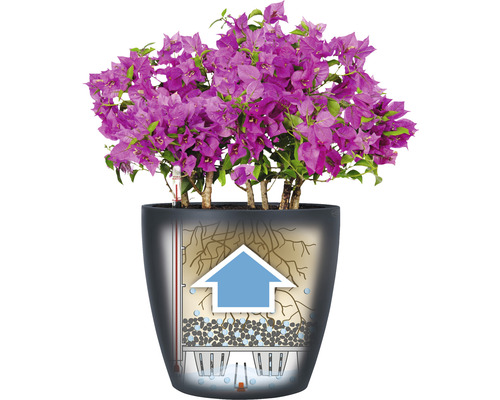 Blühende Bougainvillea in Pflanzgefäß mit Bewässerungssystem.