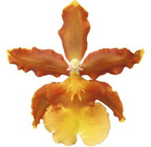Cambria-Orchidee FloraSelf Cambria 'Catatante Cascade' H 50-60 cm Ø 12 cm Topf 1 Rispe