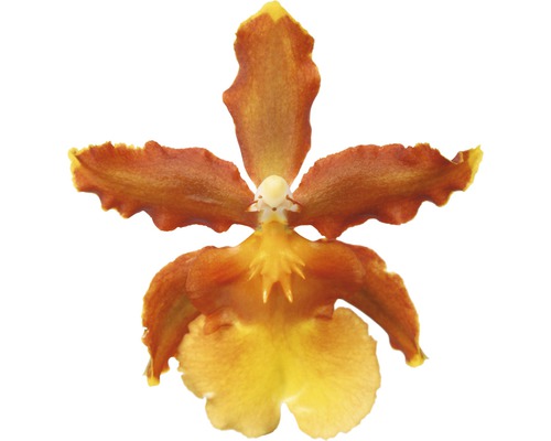 Einzelne Blüte der Duftorchidee