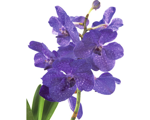 Blaue Orchidee mit grünen Blättern