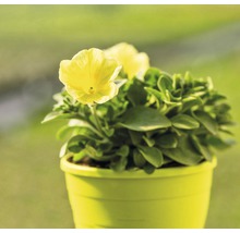 Gelbe Blume im Topf für den Garten