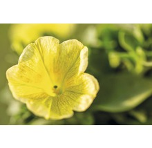 Nahaufnahme einer gelben Primelblüte
