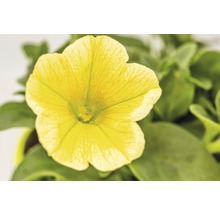 Petunie FloraSelf Petuniax atkinensis 'Sunshine Ray' Ø 12 cm Topf