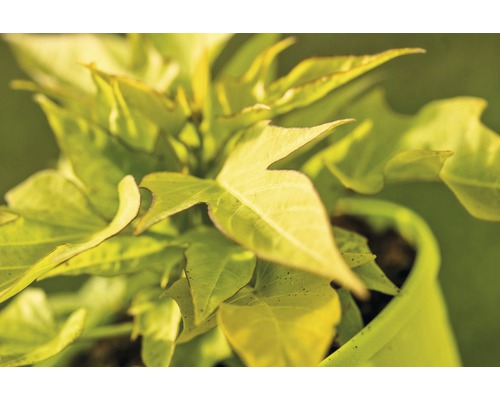 Süßkartoffelpflanze im Topf