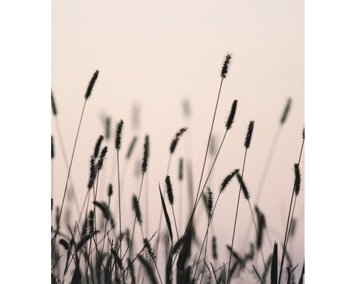 Nahaufnahme von Gräsern im Garten