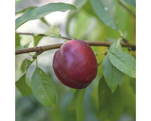 Zwerg-Nektarine Prunus persica nucipersica 'Nektarella' Stammhöhe 40 cm Gesamthöhe ca. 60-80 cm Co 7,5 L selbstfruchtend