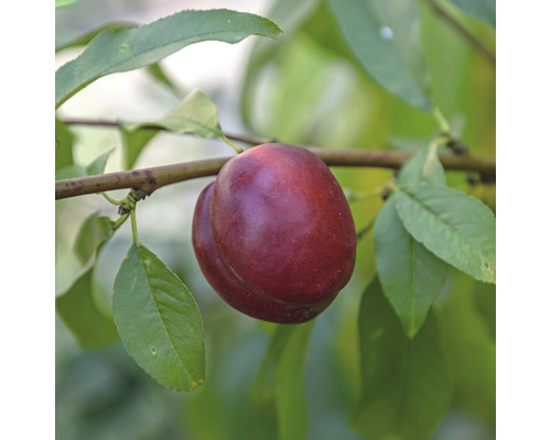 Zwerg-Nektarine Prunus persica nucipersica 'Nektarella' Stammhöhe 40 cm Gesamthöhe ca. 60-80 cm Co 7,5 L selbstfruchtend Zwerg-Nektarine Prunus persica nucipersica 'Nektarella' Stammhöhe 40 cm Gesamthöhe ca. 60-80 cm Co 7,5 L selbstfruchtend