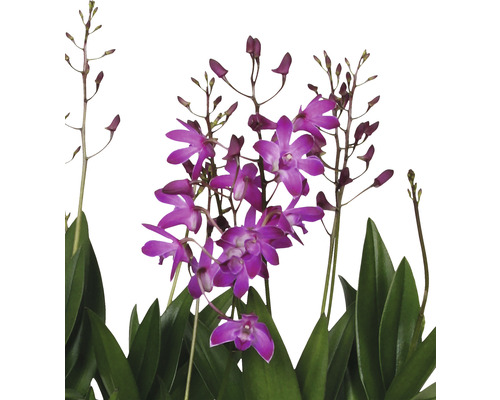 Dendrobium Nobile Orchidee mit violetten Blüten und grünen Blättern.
