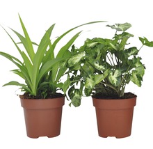 Grünpflanzen-Mix FloraSelf H 20-50 cm Ø 12 cm Topf versch. Sorten-thumb-4