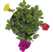 Portulakröschen im Topf mit grünen Blättern und bunten Blüten