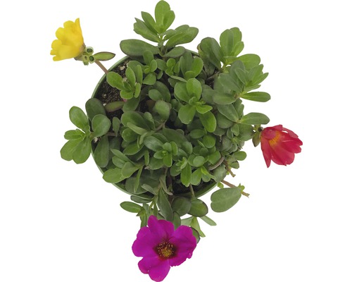 Portulakröschen im Topf mit grünen Blättern und bunten Blüten