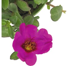 Portulakröschen Pflanze mit pinkfarbener Blüte und grünen Blättern