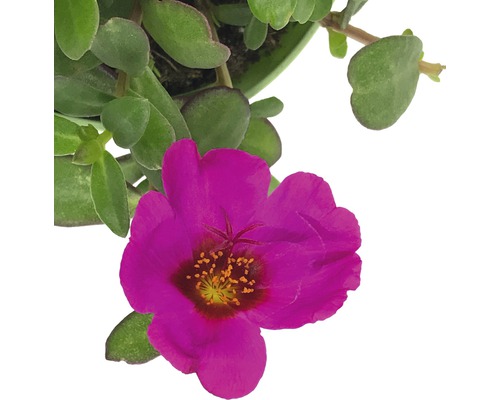 Portulakröschen Pflanze mit pinkfarbener Blüte und grünen Blättern