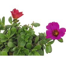 Portulakröschen Pflanze mit grünen Blättern und Blüten