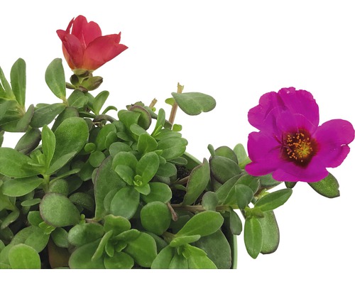 Portulakröschen Pflanze mit grünen Blättern und Blüten