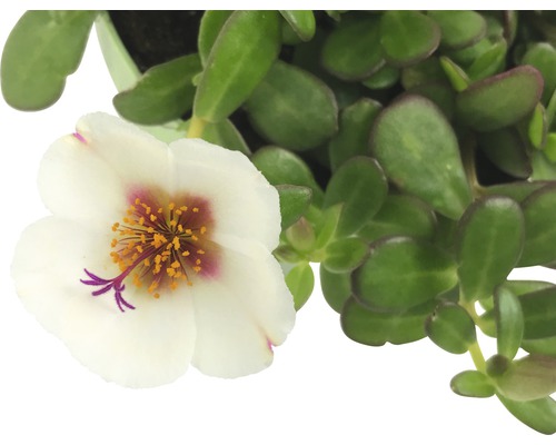 Portulakröschen mit weißer Blüte und grünen Blättern