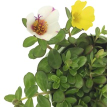 Portulakröschen mit gelber und weißer Blüte