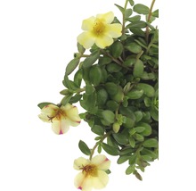 Portulakröschen Pflanze mit gelben Blüten und grünen Blättern