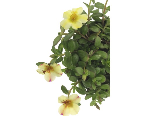 Portulakröschen Pflanze mit gelben Blüten und grünen Blättern