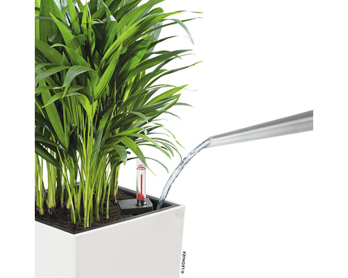Lechuza Pflanzgefäß-Set Weiß 40x40x76cm – Mit Cleverem Bewässerungssystem & Wasserstandsanzeige