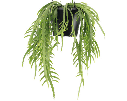 Hängepflanze in einem schwarzen Topf