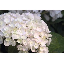 Hortensie Endless Summer® weiß Hydrangea macrophylla 'The Bride' H 20-35 cm Co 5 L öfterblühende Ballhortensie-thumb-3