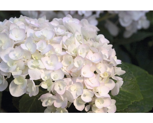 Nahaufnahme einer Hortensienblüte