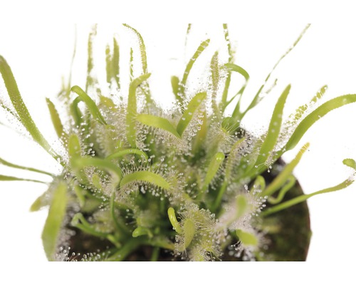 Sonnentau Pflanze im Topf