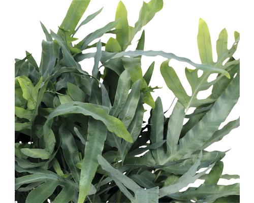 Blauer Streifenfarn Zimmerpflanze