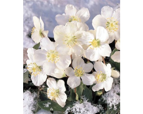 Nahaufnahme von Christrosen mit weißen Blüten