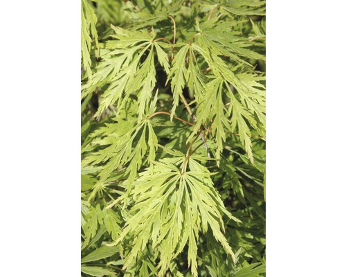 Grüner Schlitzahorn FloraSelf Acer palmatum 'Dissectum Viridis' H 100-125 cm Co 15 L