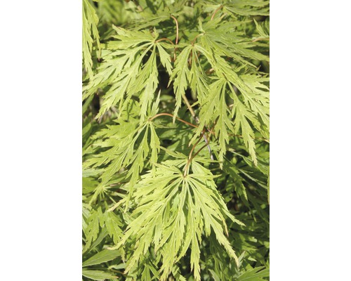 Grüner Schlitzahorn FloraSelf Acer palmatum 'Dissectum Viridis' H 100-125 cm Co 15 L Blätter eines Fächerahorns