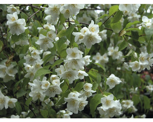 Gartenjasmin, Duftjasmin, Pfeifenstrauch FloraSelf Philadelphus 'Natchez' H 100-125 cm Co 15L