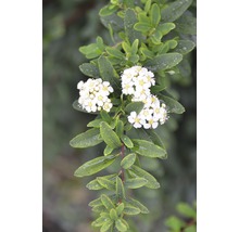 Blühender Spierstrauch-Zweig mit grünen Blättern und weißen Blüten.