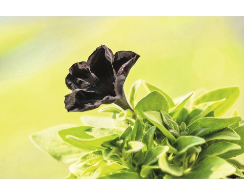 Schwarze Petunie mit grünen Blättern