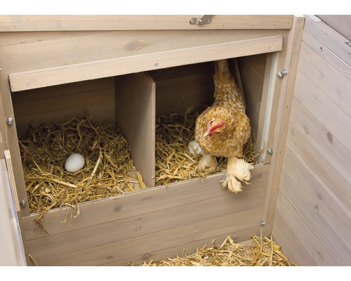 Hühnerstall mit Henne und Eiern im Nest