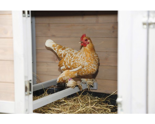 Huhn in einem Hühnerstall.