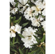 Nahaufnahme einer weißen Rhododendronblüte mit grünen Blättern