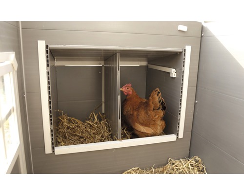 Henne sitzt in Legenest im Hühnerstall