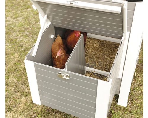 Hühner in einem Hühnerstall mit Nestern